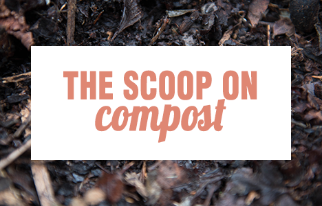 The Scoop On Compost