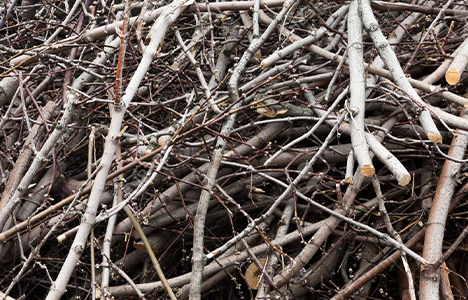 Brush, Sticks & Twigs