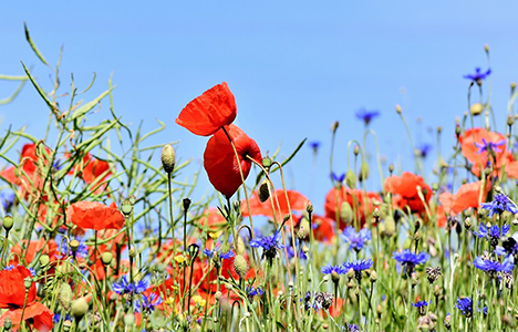 Flowers