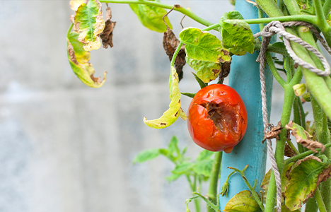 Garden Vegetation