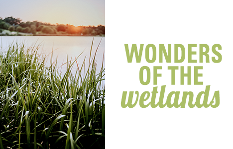 Wonders of the Wetlands