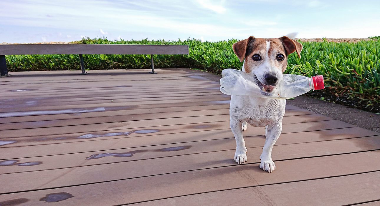 Is Dog Waste Classed As Hazardous Waste